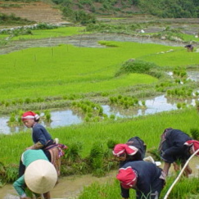 Sapa easy trekking tour