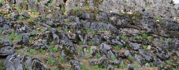 Dong Van Stone Plateau Ha Giang