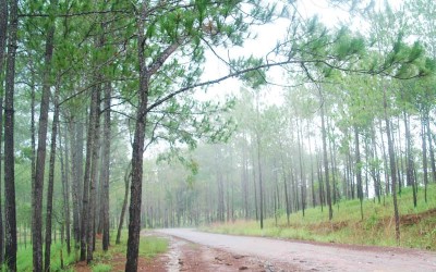 Kirirom national park