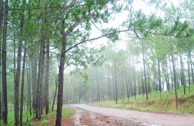 Kirirom national park