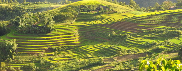 Terraced fields Sa Pa